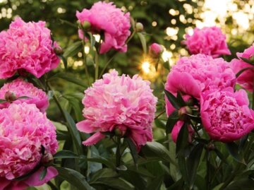 Pinkfarbene Pfingstrosen im Sonnenlicht | © Getty Images/ Jasenka Arbanas