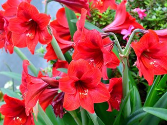 Rote Amaryllisblüten nebeneinander | © Getty Images/ Photos from Japan, Asia and others of the world