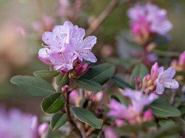 Fliederfarbene Rhododendron mit grünen Blättern | © Getty Images/ Jacky Parker Photography