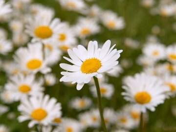 Eine Gänseblümchen-Blüte in einer Wiese voller Gänseblümchen. | © Getty Images/ janrysavy