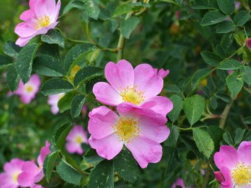 Rosa Rosenblüten mit gelber Mitte an einem großen Rosenstrauch der Hundsrose. | © Gettyimages / Orest Lyzhechka