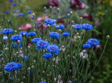 Viele blaue Kornblumen in einem Feld | © AdobeStock