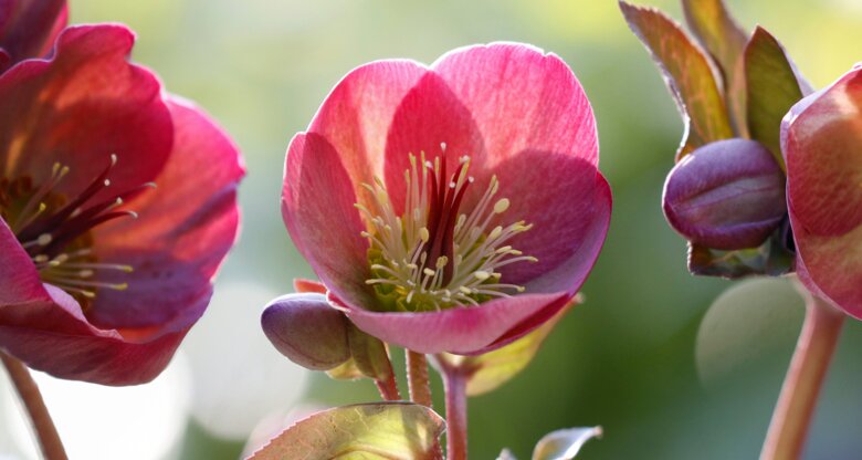 5 offene, rote Christrosenblüten vor einem unscharfen Hintergrund.
