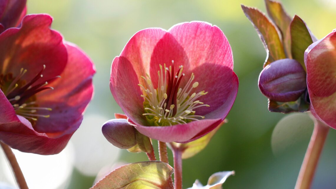 5 offene, rote Christrosenblüten vor einem unscharfen Hintergrund.