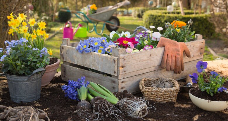 Eine Holzkiste mit vorgezogenen bunten Blumen auf einen Gartentisch mit weiteren Blumen in Töpfen.