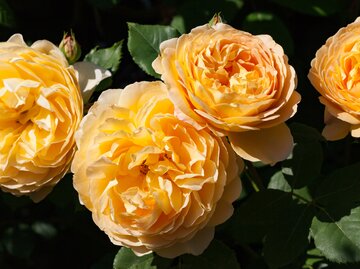 Gelbe Edelrosen mit großen, ausladenden Blüten | © AdobesStock/ Helmut