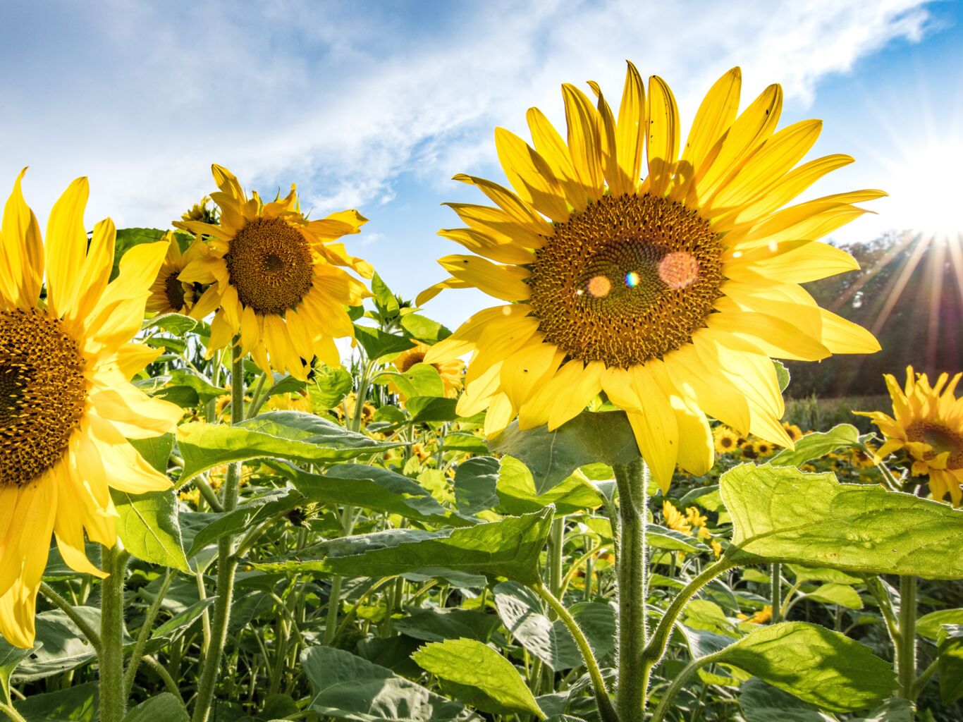 Mit diesen Tipps stehen deine Sonnenblumen wie eine Eins