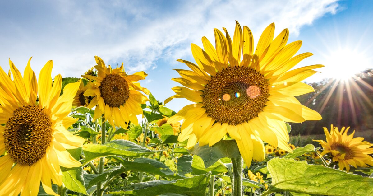 Mit diesen Tipps stehen deine Sonnenblumen wie eine Eins