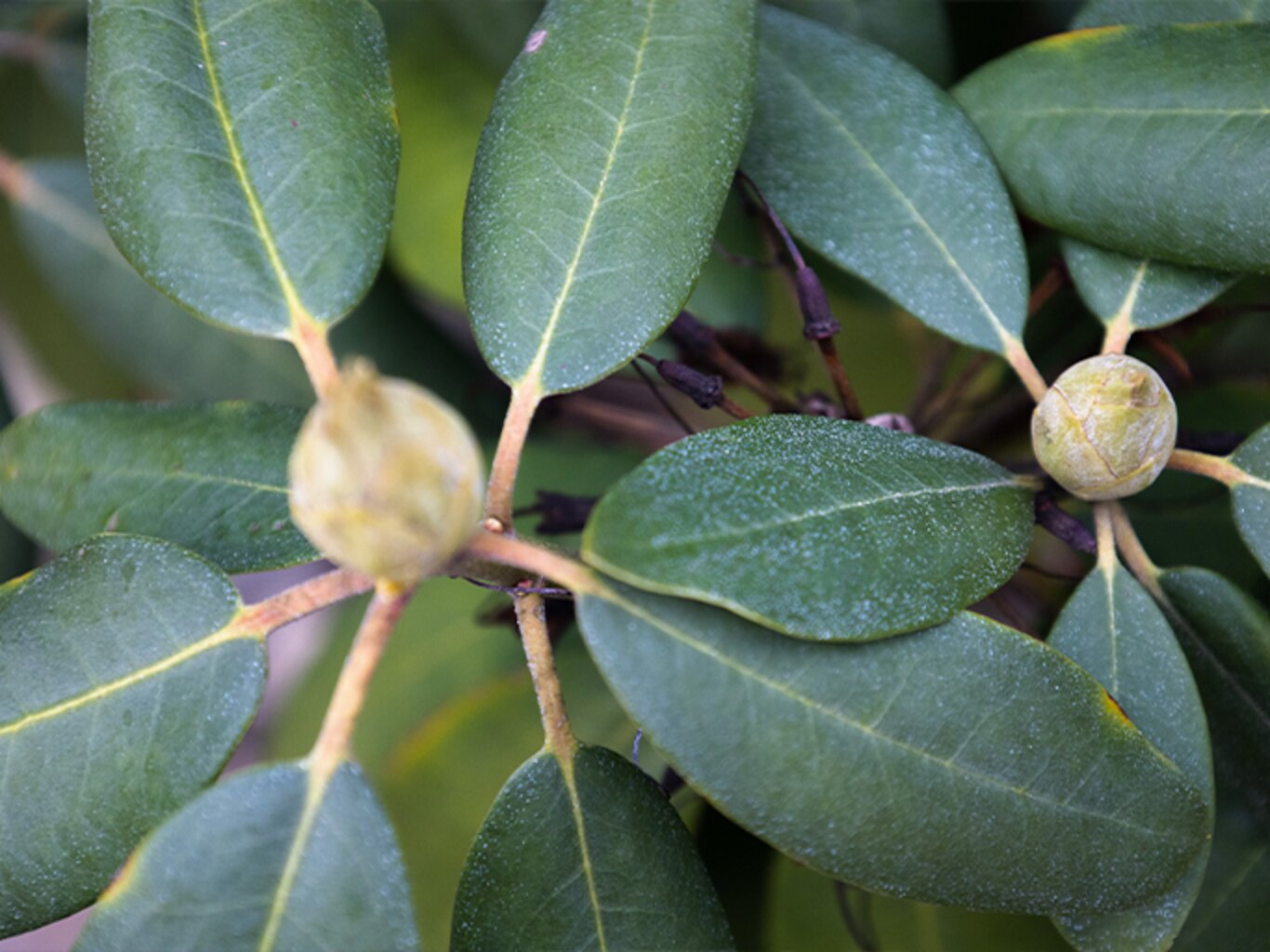 Nie wegwerfen! RhododendronBlätter sind Wundermittel im Garten