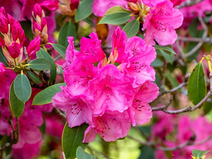 Die 3 besten RhododendronSorten für deinen Garten