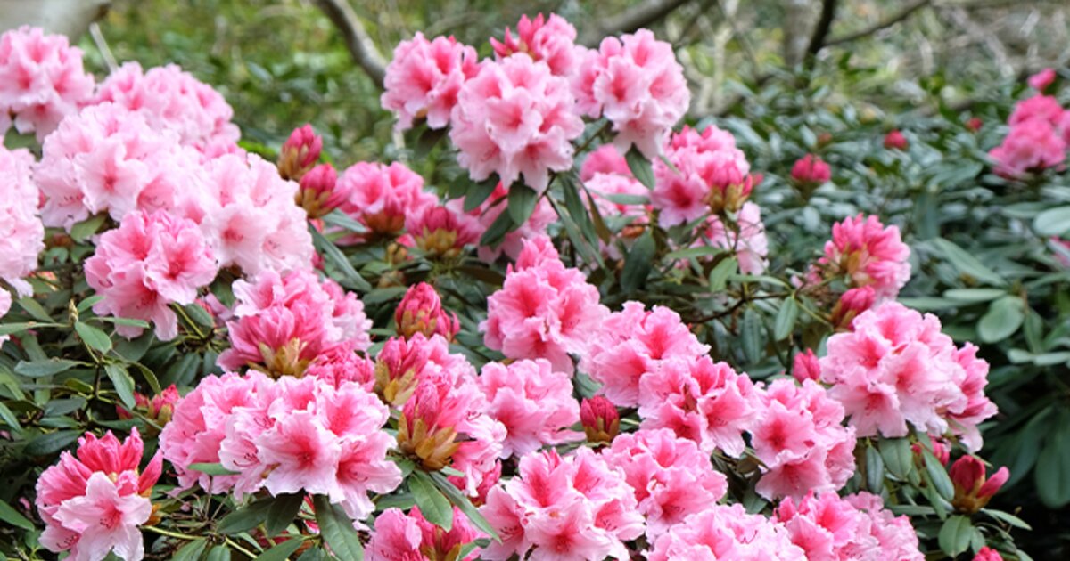 Die 3 besten RhododendronSorten für deinen Garten