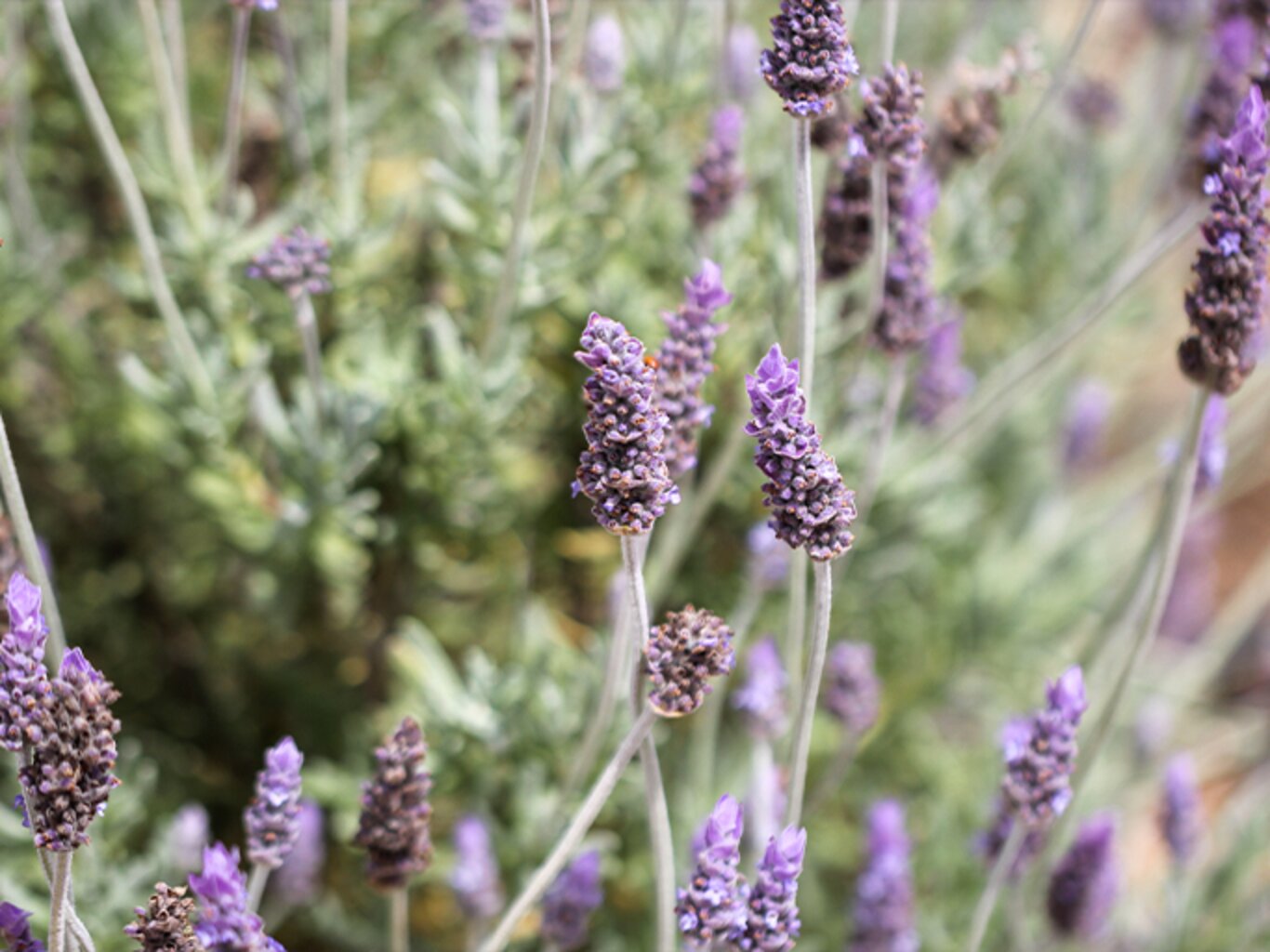 Die 3 besten LavendelSorten für deinen Garten