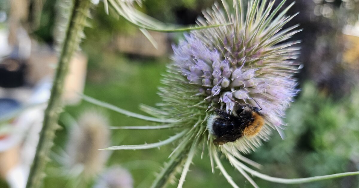 Diese 3 Stauden locken Hummeln in deinen Garten