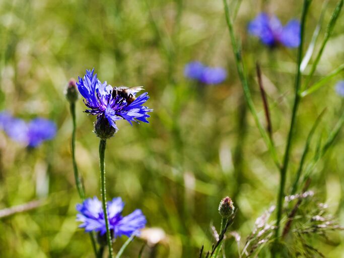 Kornblumen auf dem Feld.