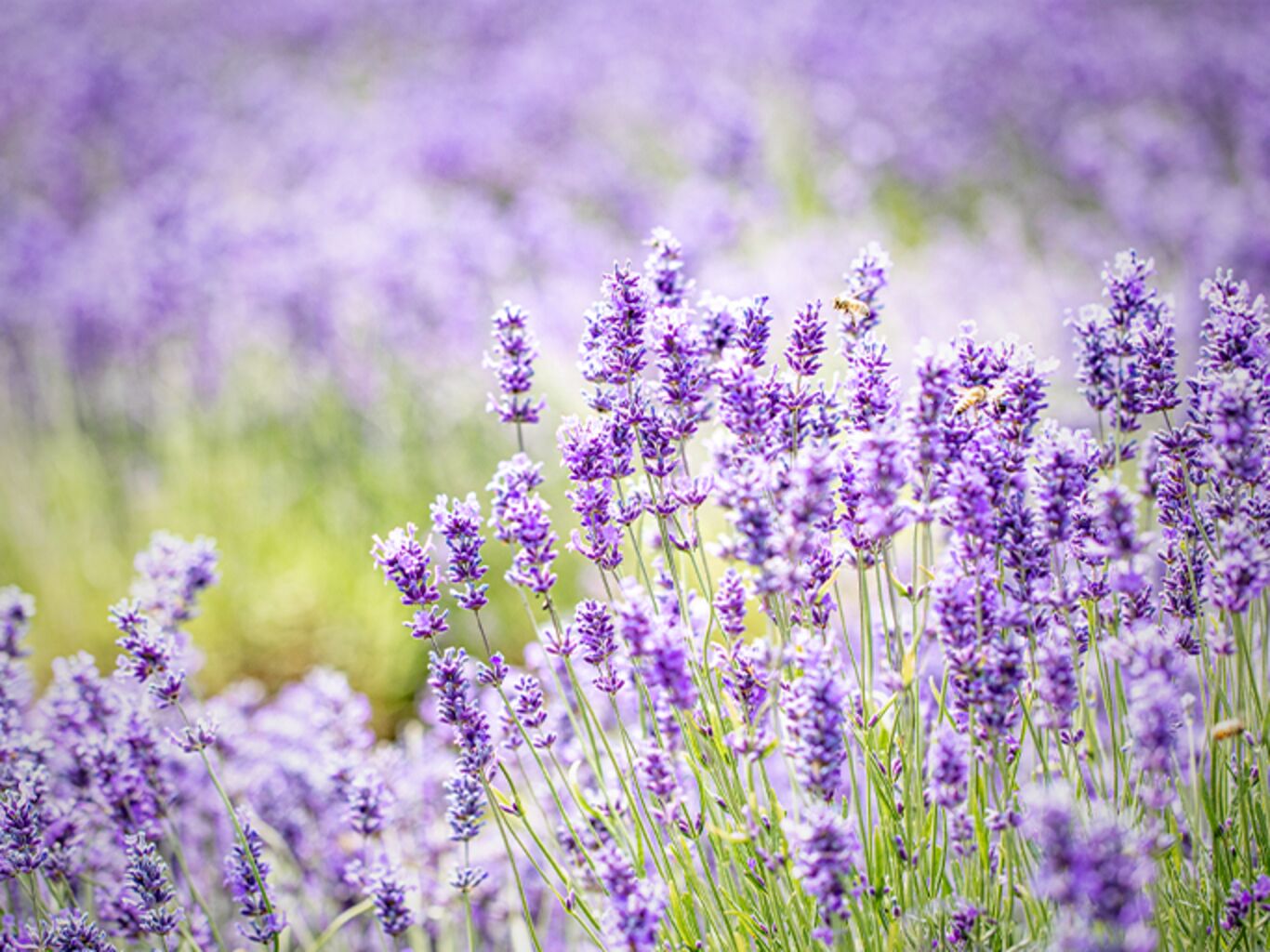 Lavendel düngen Ein Gartenabfall ist der beste Dünger