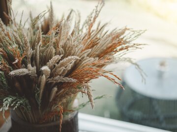 Getrocknetes Pampasgras in einem Blumentopf in der Wohnung | © Getty Images/ panumat palsawat