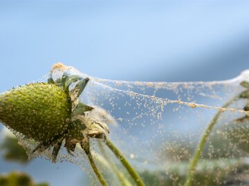 Ein Netz von Spinnmilben an einer jungen Erdbeerpflanze voller Spinnmilben. | © Gettyimages / BirdShutterB