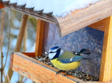 Eine Blaumeise auf einem Futterhäuschen mit einem Sonnenblumenkern im Schnabel. | ©  cagala / stock.adobe.com