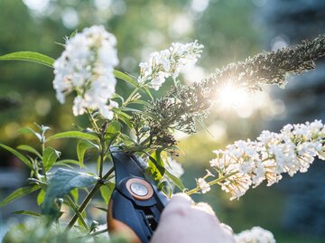 Ein weißer Schmetterlingsflieder, der gerade mit einer orange-schwarzen Gartenschere geschnitten wird. | © Madelaine / stock.adobe.com