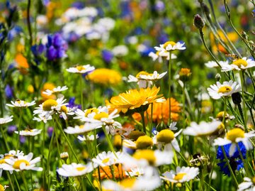 Farbenfrohe Blumenwiese in Nahaufnahme | © AdobeStock/Sonja