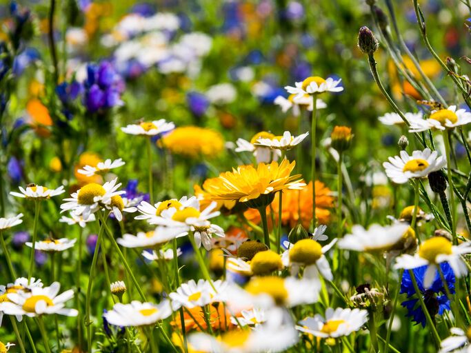 Blühende Wiesen bieten einen tollen Lebenraum für Bienen und andere Nützlinge. Farbenfrohe Blumenwiese in Nahaufnahme