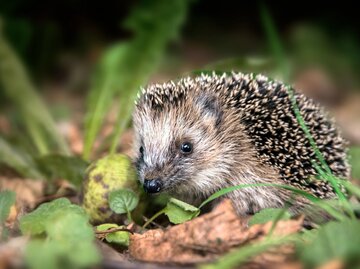 Igel auf Laub im Wald  | © AdobeStock/Maren Winter