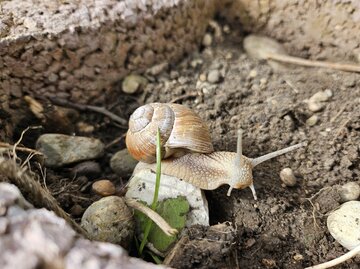 Eine Weinbergschnecke die über ein Stein in einem Kräuterbeet kriecht.