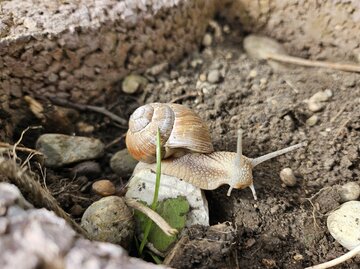 Eine Weinbergschnecke die über ein Stein in einem Kräuterbeet kriecht. | © Mattias Nemeth