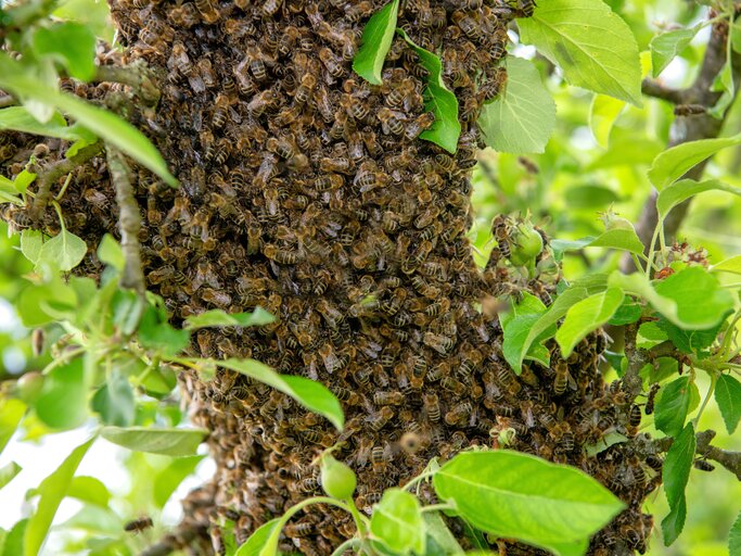 Bienenschwarm in deinem Garten Das solltest du machen