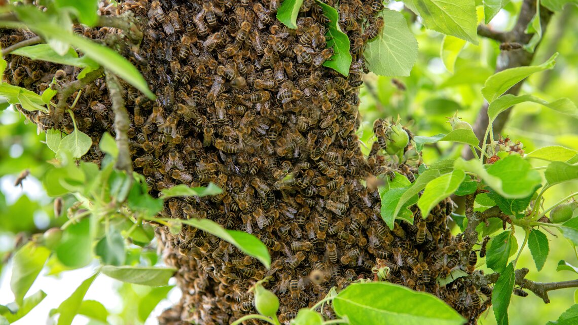 Ein großer Bienenschwarm an einem Apfelbaum.