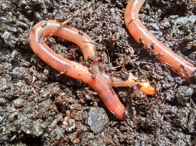 So nutzt du Würmer zur Verbesserung deines GartenBodens ganz ohne