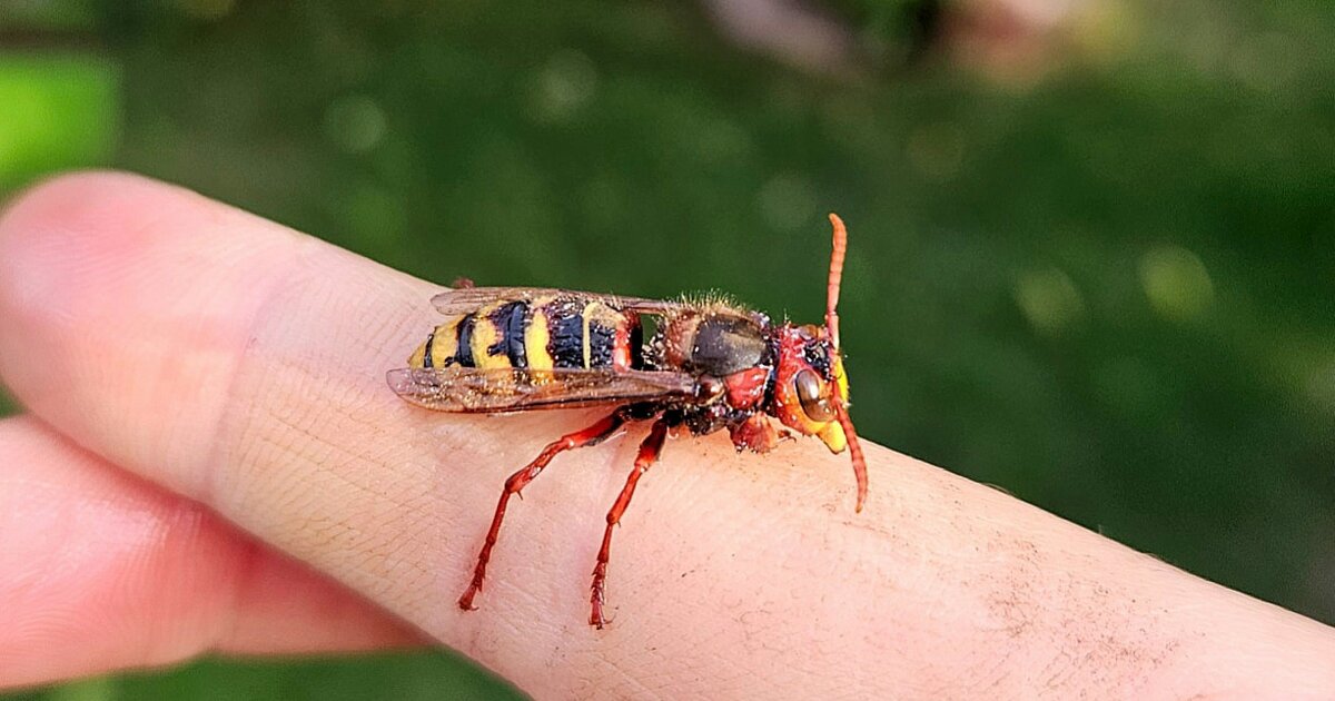 Hornissen im Garten? Warum du dich freuen solltest!