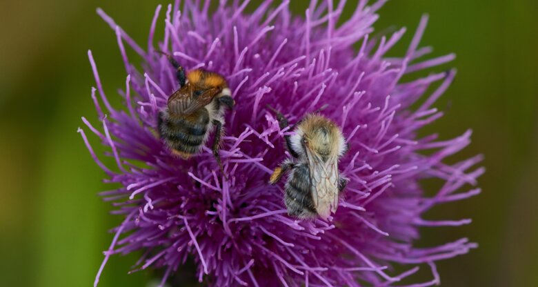 Zwei Hummeln sammeln Nektar auf einer leuchtend violetten Distelblüte vor unscharfem grünem Hintergrund.