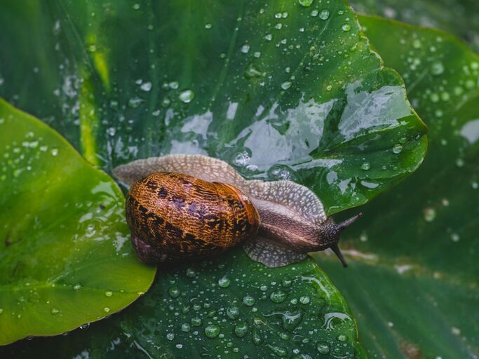 Nach einem Regenschauer kommt ft eine Schneckenplage. 4 Gründe, gegen sie vorzugehen, gibt es hier. Schnecke auf einem nassen Blatt.