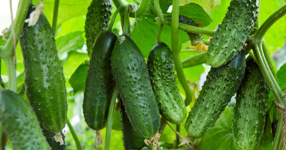 Gurken düngen Wann, womit und wie oft? ExpertenTipps